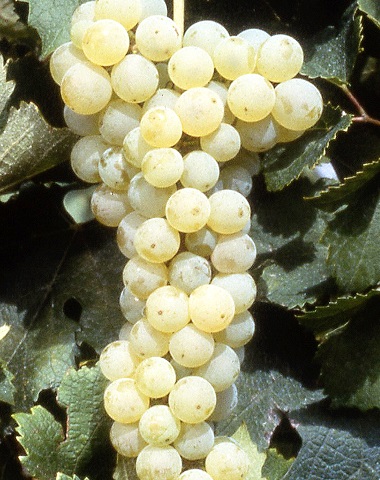 集结令波尔多七大白葡萄品种